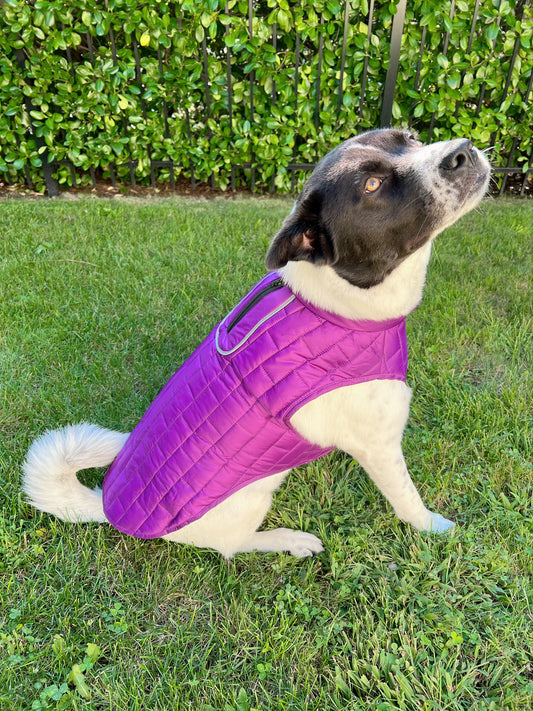 Purple 2024 dog clothes